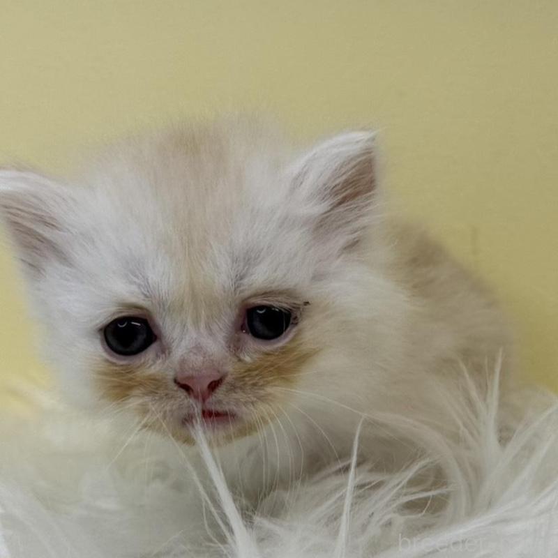 販売中の埼玉県のマンチカン(短足)-135929の1枚目