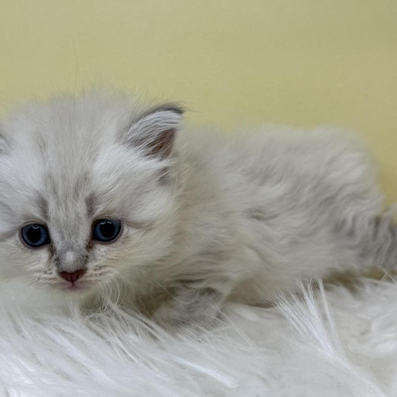 販売中の埼玉県のネヴァマスカレード-135931の4枚目