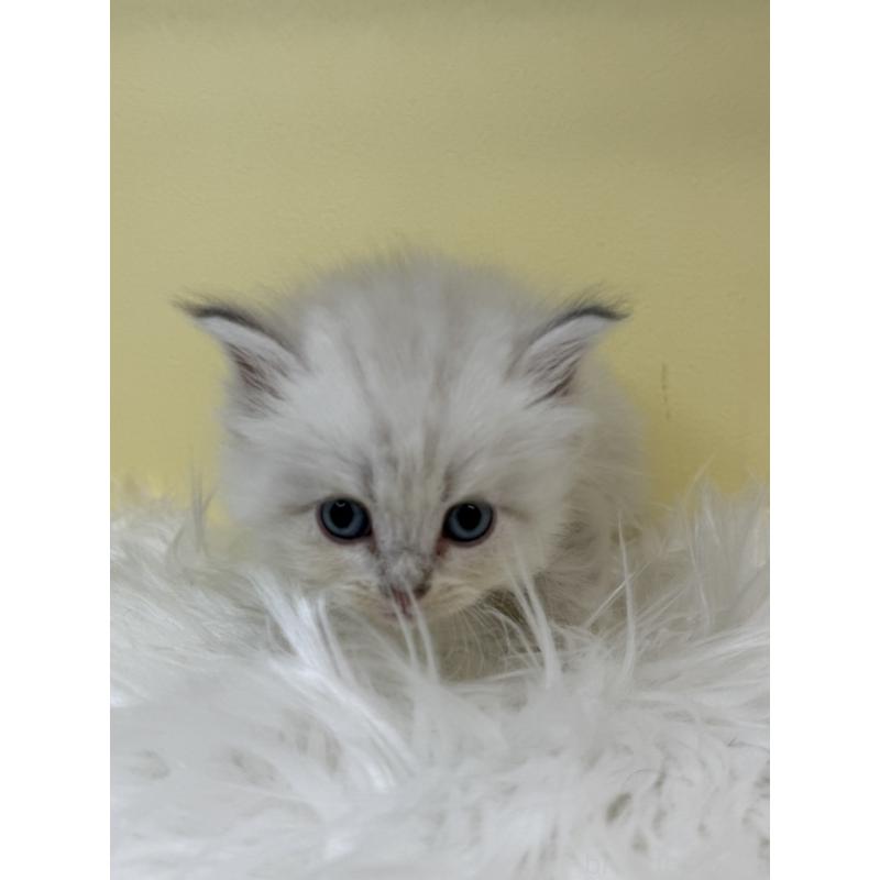 販売中の埼玉県のネヴァマスカレード-135930の4枚目