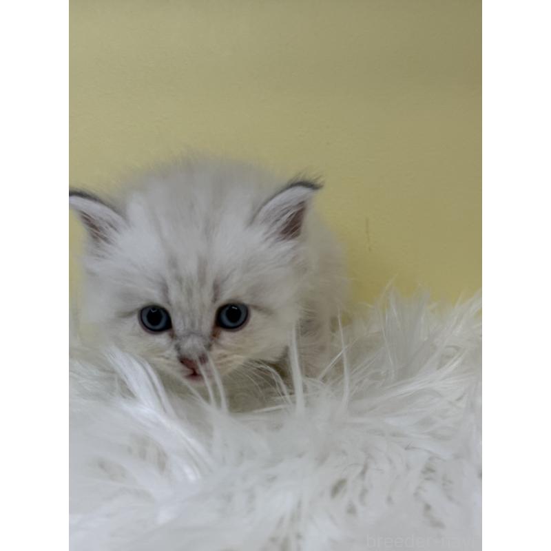 販売中の埼玉県のネヴァマスカレード-135930の3枚目