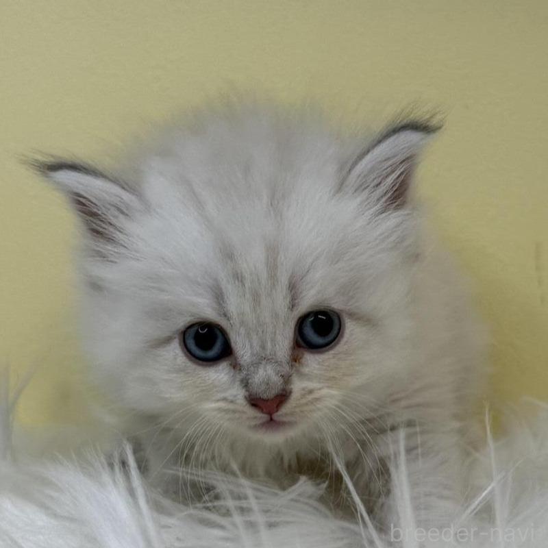 販売中の埼玉県のネヴァマスカレード-135930の1枚目