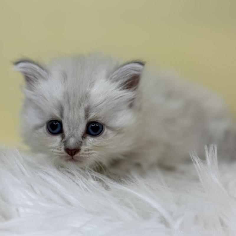 販売中の埼玉県のネヴァマスカレード-135931の2枚目