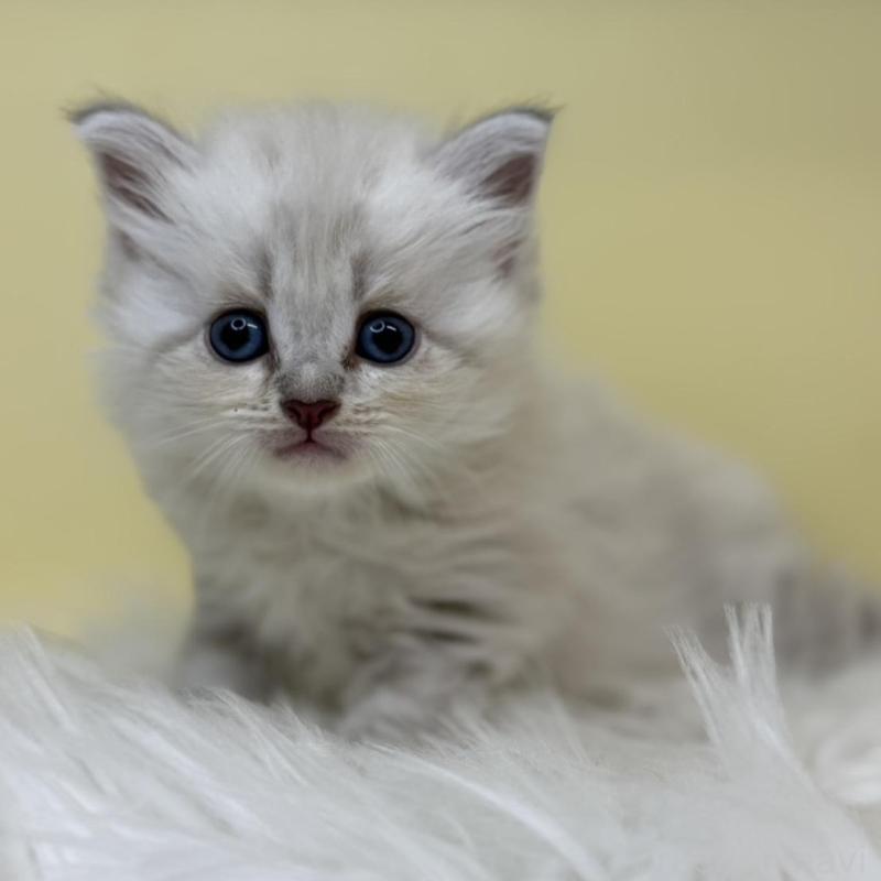 販売中の埼玉県のネヴァマスカレード-135931