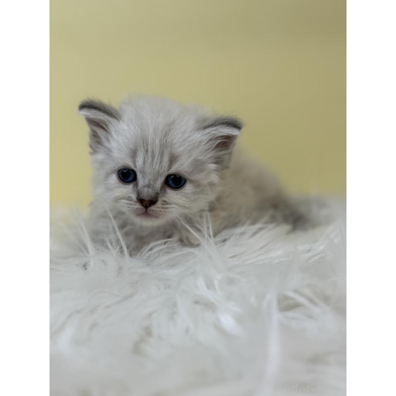 販売中の埼玉県のネヴァマスカレード-135933の4枚目