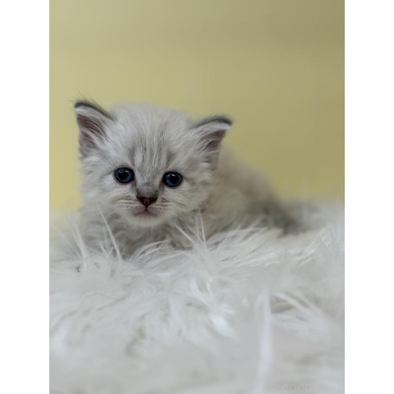 販売中の埼玉県のネヴァマスカレード-135933の3枚目