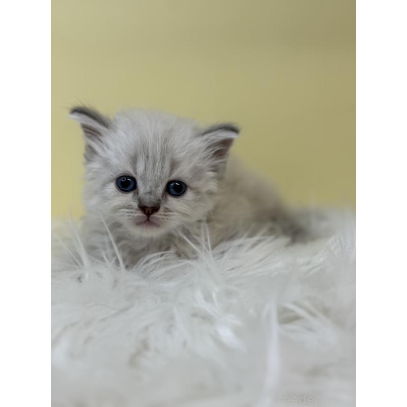 販売中の埼玉県のネヴァマスカレード-135933の2枚目