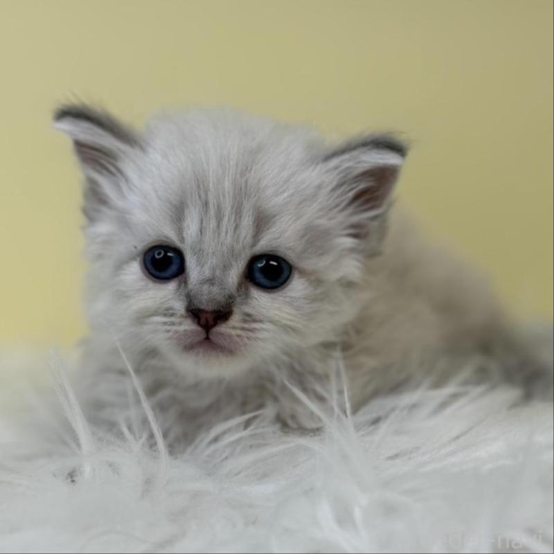 販売中の埼玉県のネヴァマスカレード-135933の1枚目