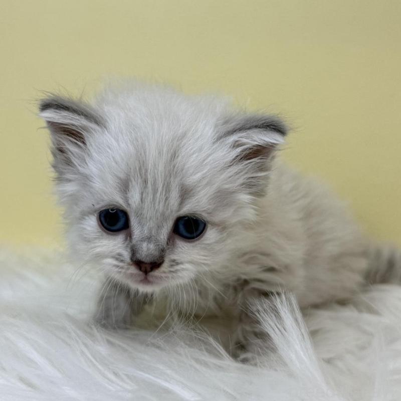 販売中の埼玉県のネヴァマスカレード-135932の4枚目