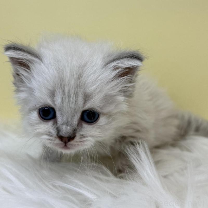 販売中の埼玉県のネヴァマスカレード-135932の3枚目