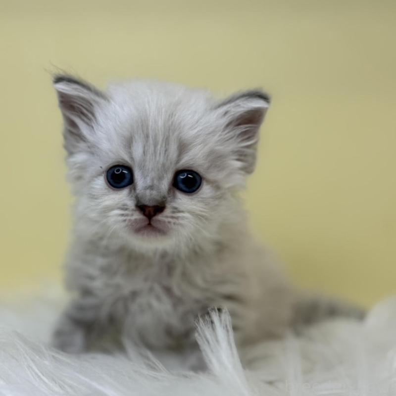 販売中の埼玉県のネヴァマスカレード-135932の1枚目