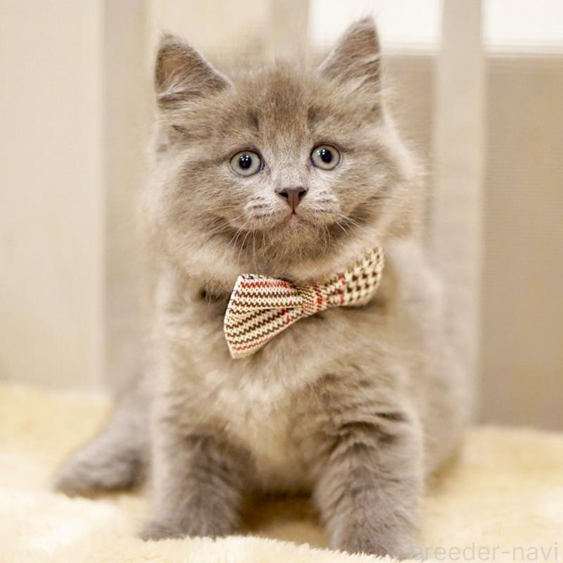 販売中ののサイベリアン-134297