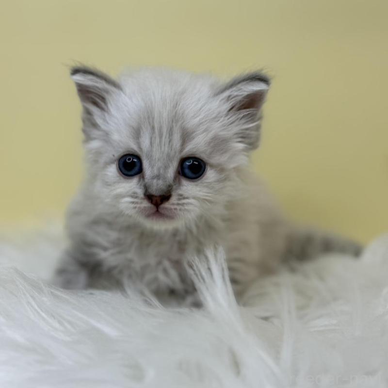 販売中の埼玉県のネヴァマスカレード-135932の2枚目