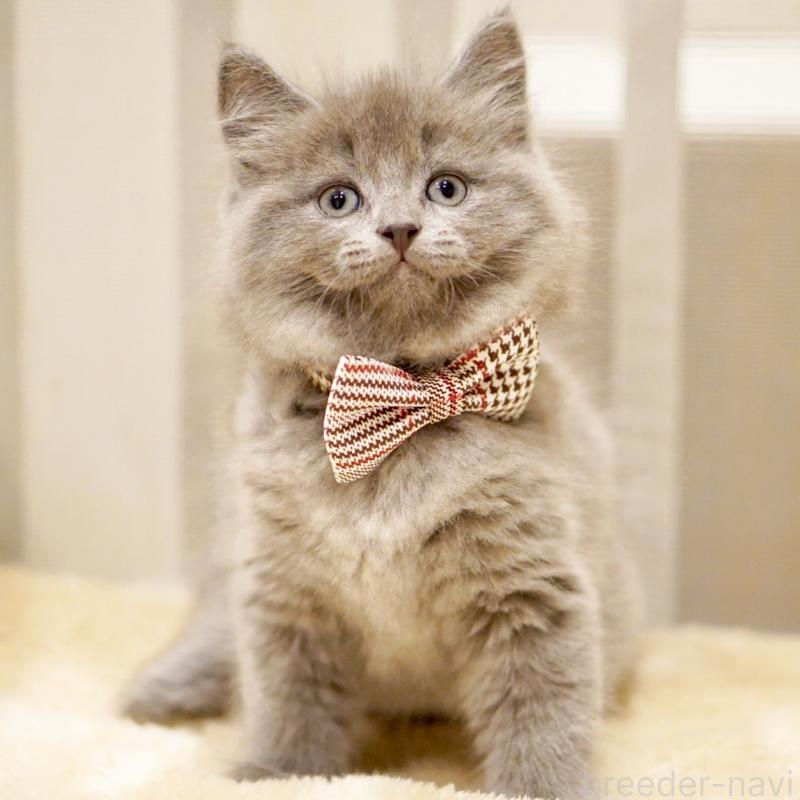 商談中の東京都のサイベリアン-134297の15枚目