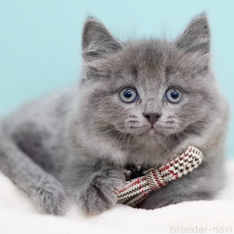 商談中の東京都のサイベリアン-134297の14枚目