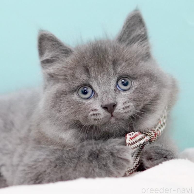 商談中の東京都のサイベリアン-134297の13枚目