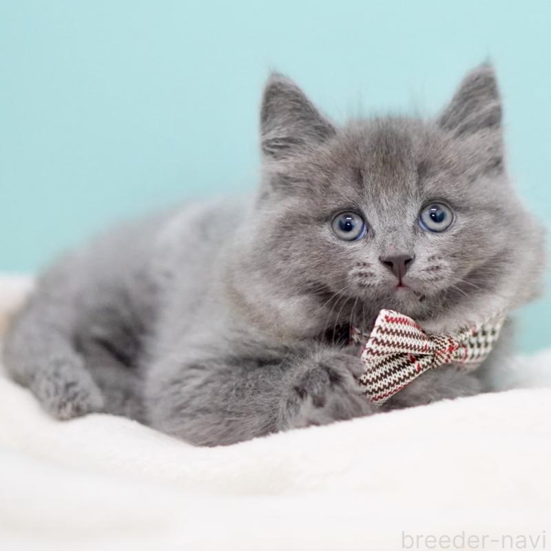 商談中の東京都のサイベリアン-134297の12枚目