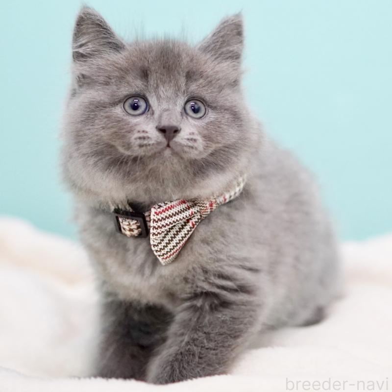 商談中の東京都のサイベリアン-134297の10枚目