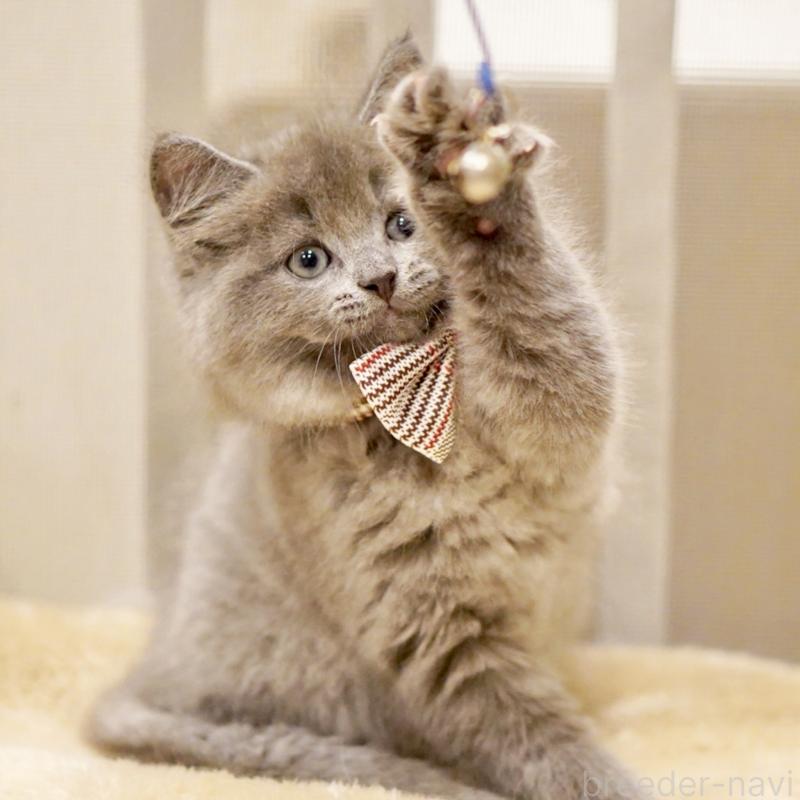 商談中の東京都のサイベリアン-134297の9枚目