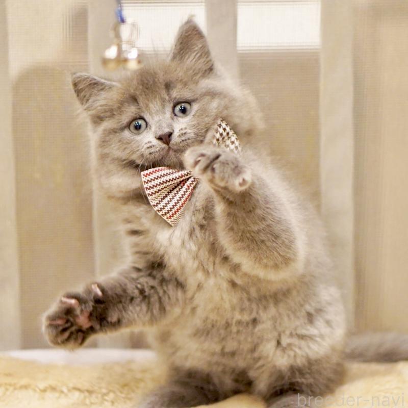 商談中の東京都のサイベリアン-134297の8枚目