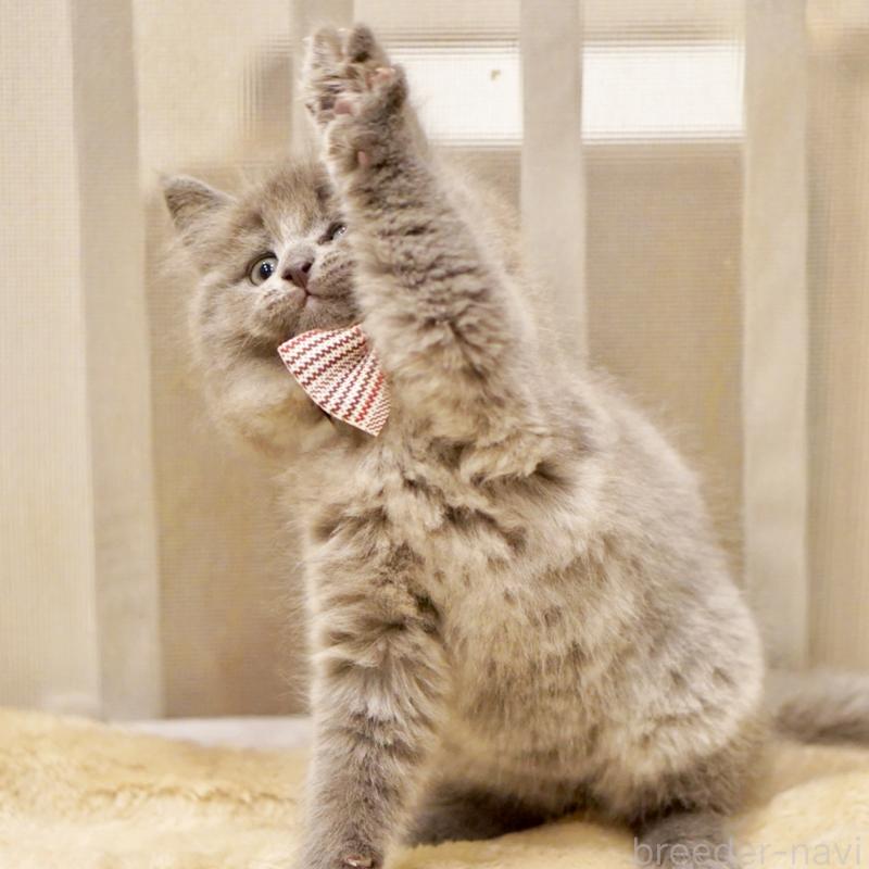 商談中の東京都のサイベリアン-134297の7枚目