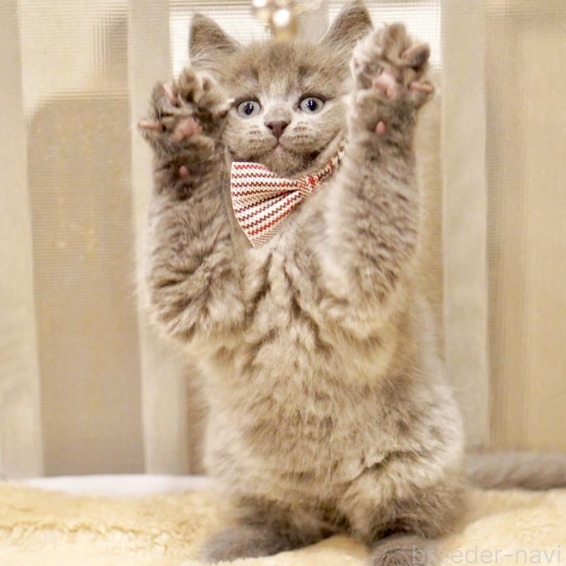 商談中の東京都のサイベリアン-134297の6枚目