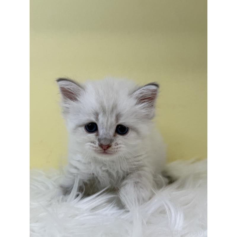 販売中の埼玉県のネヴァマスカレード-135934の4枚目