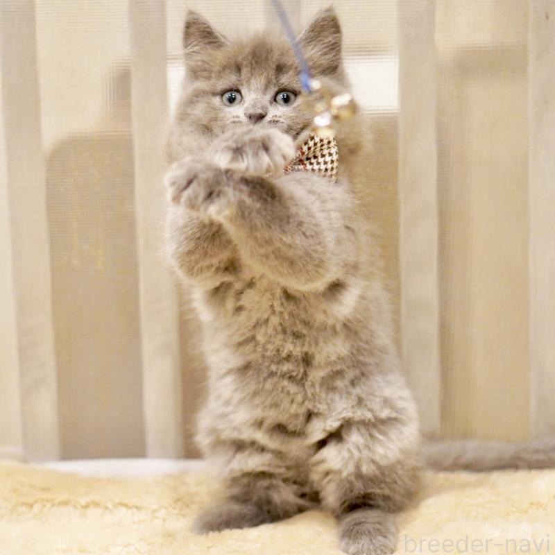 商談中の東京都のサイベリアン-134297の5枚目