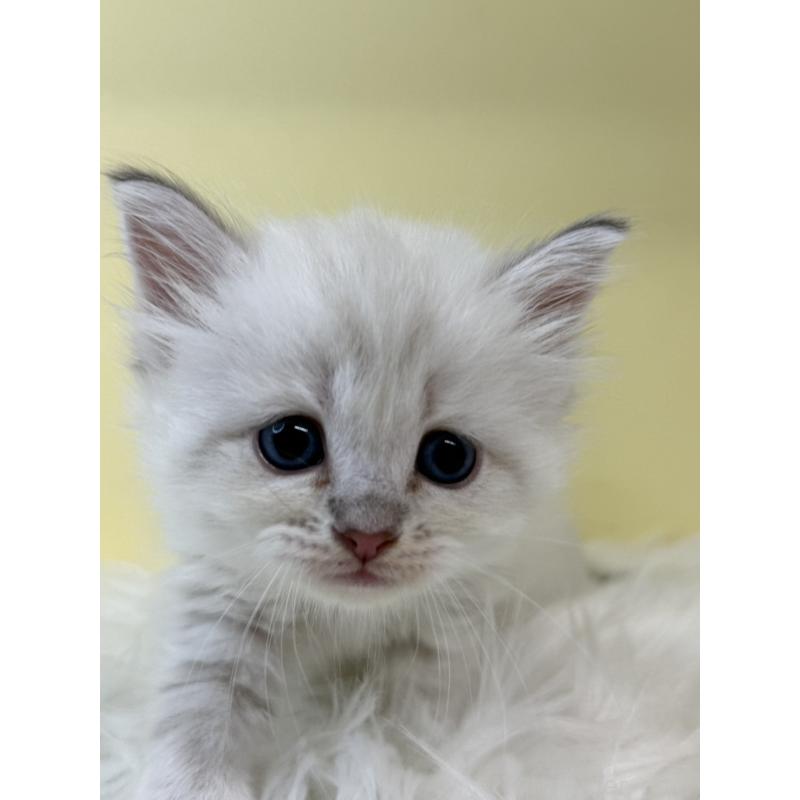 販売中の埼玉県のネヴァマスカレード-135934の3枚目