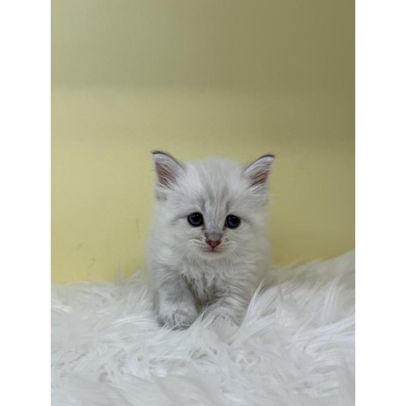 販売中の埼玉県のネヴァマスカレード-135934の2枚目