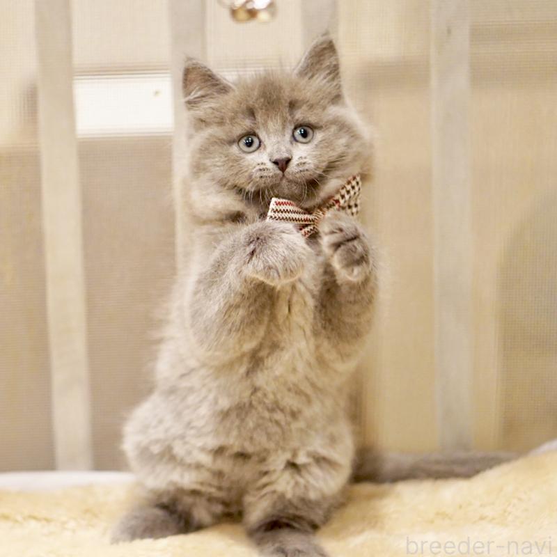 商談中の東京都のサイベリアン-134297の4枚目