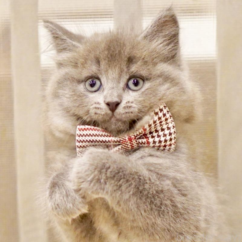 商談中の東京都のサイベリアン-134297の3枚目