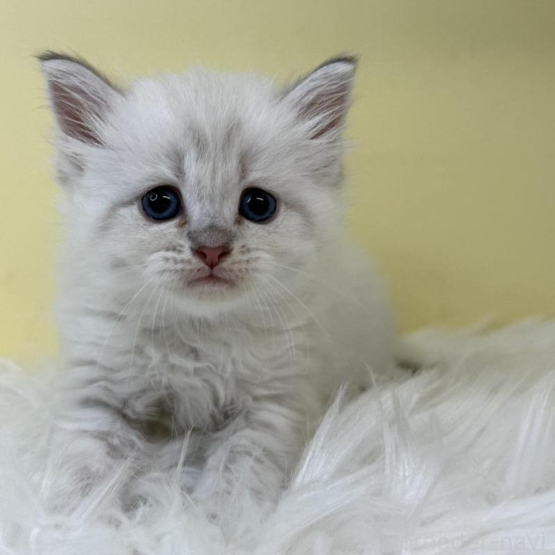 販売中の埼玉県のネヴァマスカレード-135934の1枚目