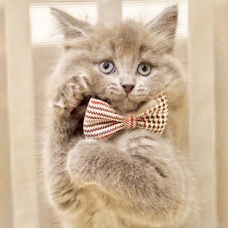 商談中の東京都のサイベリアン-134297の2枚目