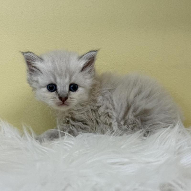 販売中の埼玉県のネヴァマスカレード-135935の1枚目