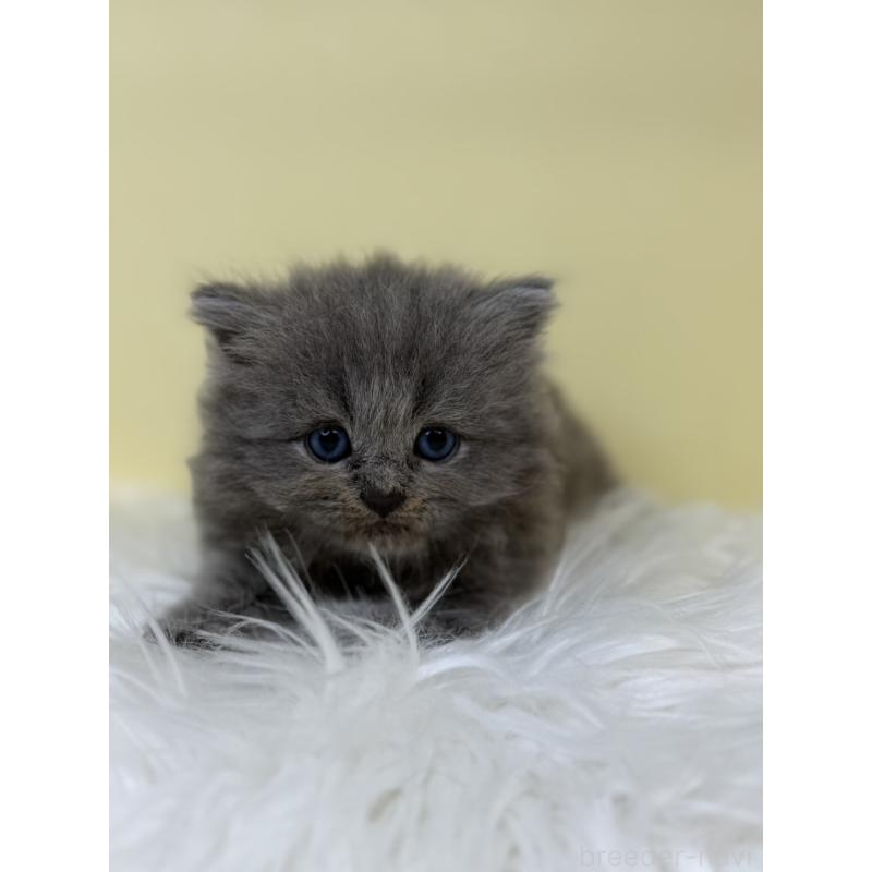 販売中の埼玉県のサイベリアン-135937の4枚目