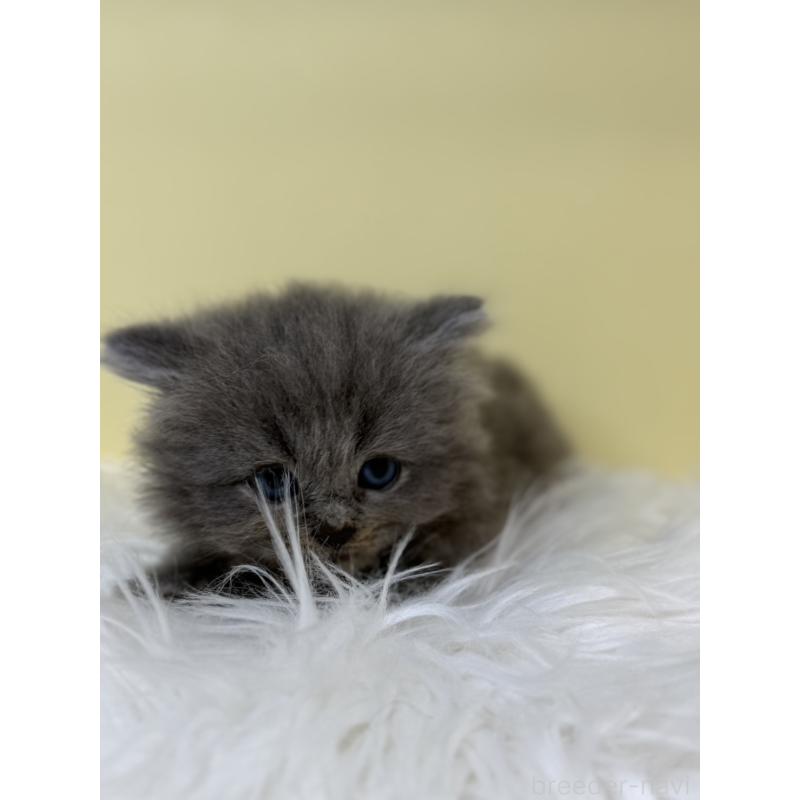 販売中の埼玉県のサイベリアン-135937の3枚目