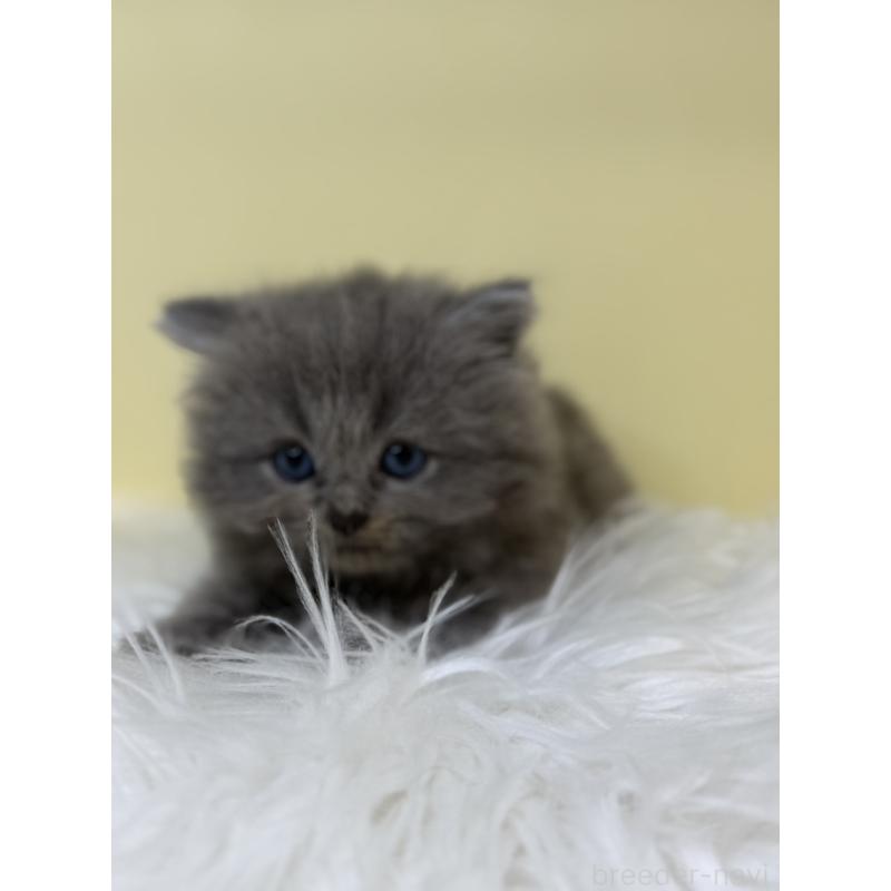 販売中の埼玉県のサイベリアン-135937の2枚目