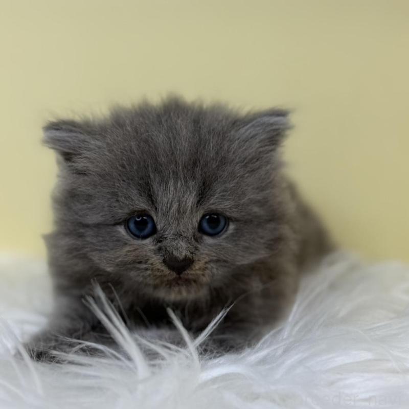 販売中の埼玉県のサイベリアン-135937の1枚目