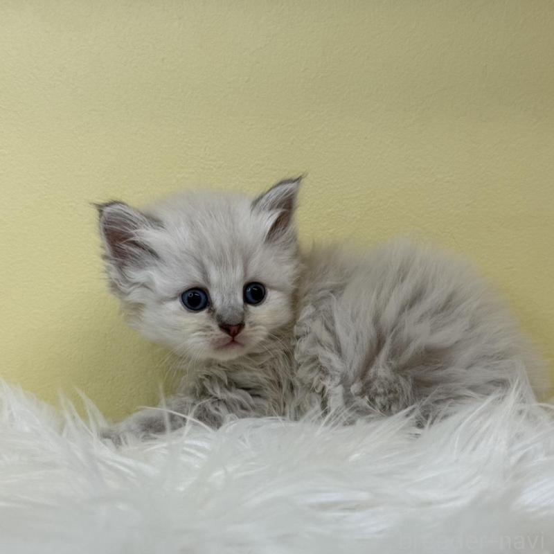 販売中の埼玉県のネヴァマスカレード-135935の4枚目