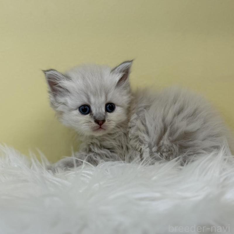 販売中の埼玉県のネヴァマスカレード-135935の2枚目