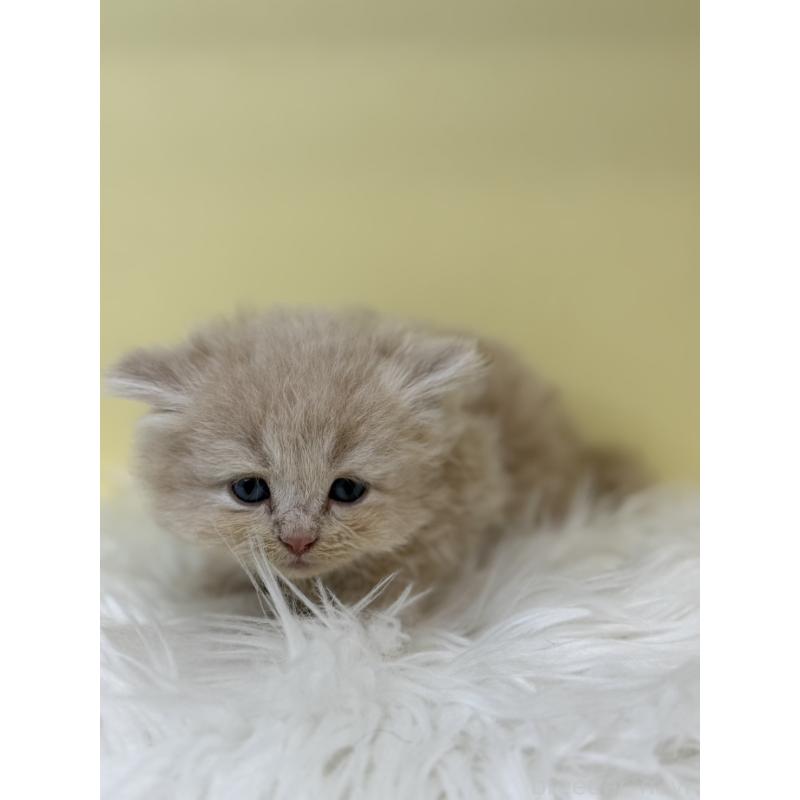 販売中の埼玉県のサイベリアン-135938の4枚目