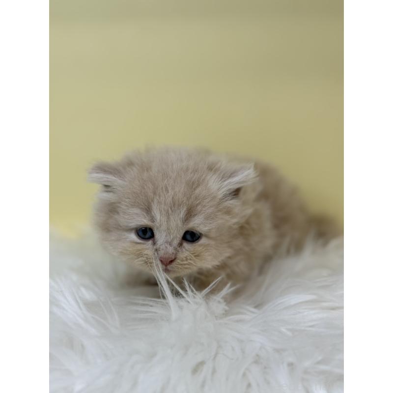 販売中の埼玉県のサイベリアン-135938の3枚目