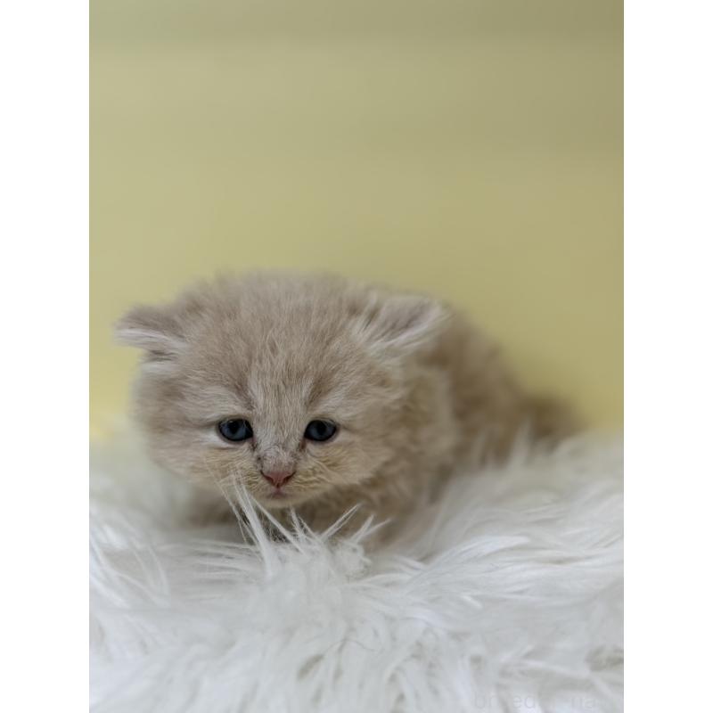 販売中の埼玉県のサイベリアン-135938の2枚目