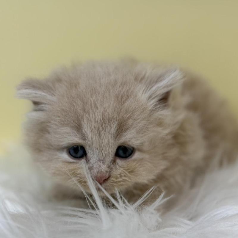 販売中の埼玉県のサイベリアン-135938の1枚目