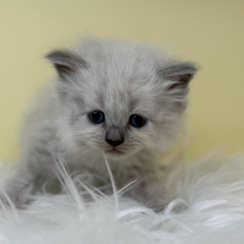 販売中の埼玉県のネヴァマスカレード-135936の4枚目