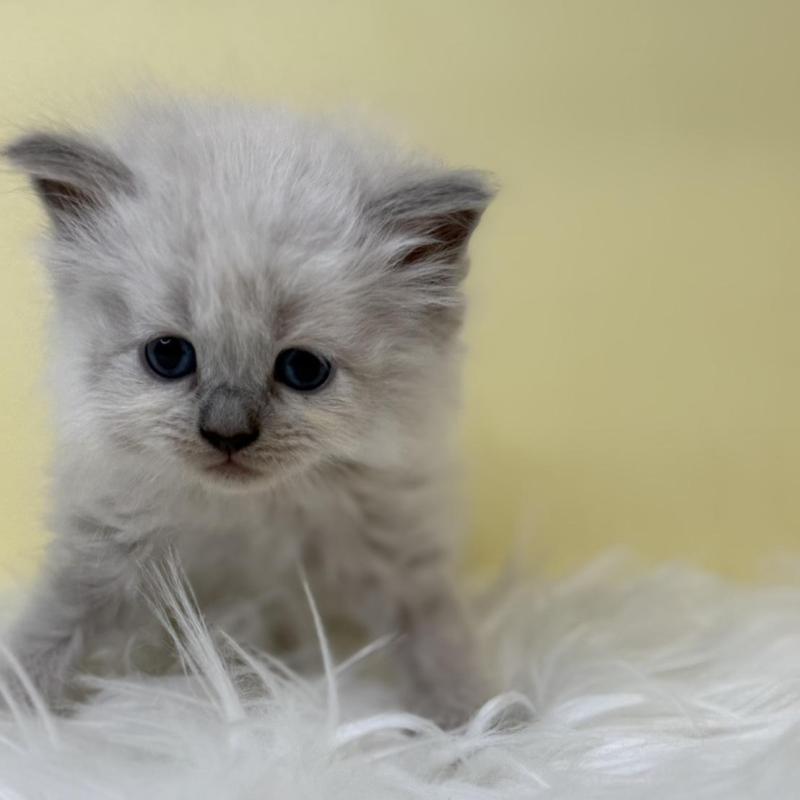 販売中の埼玉県のネヴァマスカレード-135936の3枚目