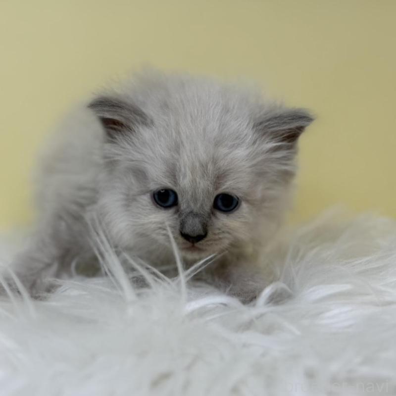 販売中の埼玉県のネヴァマスカレード-135936の2枚目