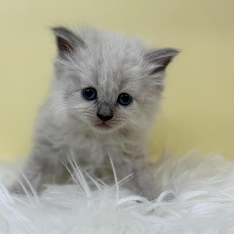 販売中の埼玉県のネヴァマスカレード-135936の1枚目