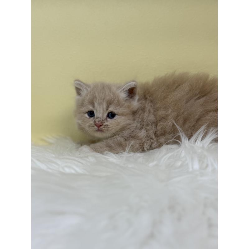 販売中の埼玉県のサイベリアン-135939の4枚目