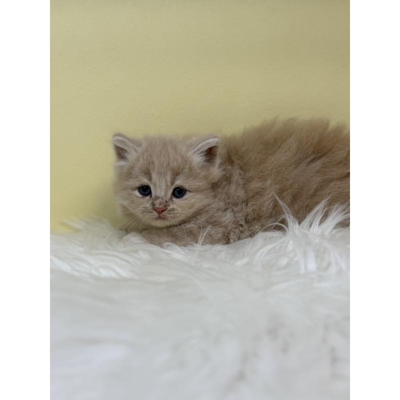 販売中の埼玉県のサイベリアン-135939の3枚目